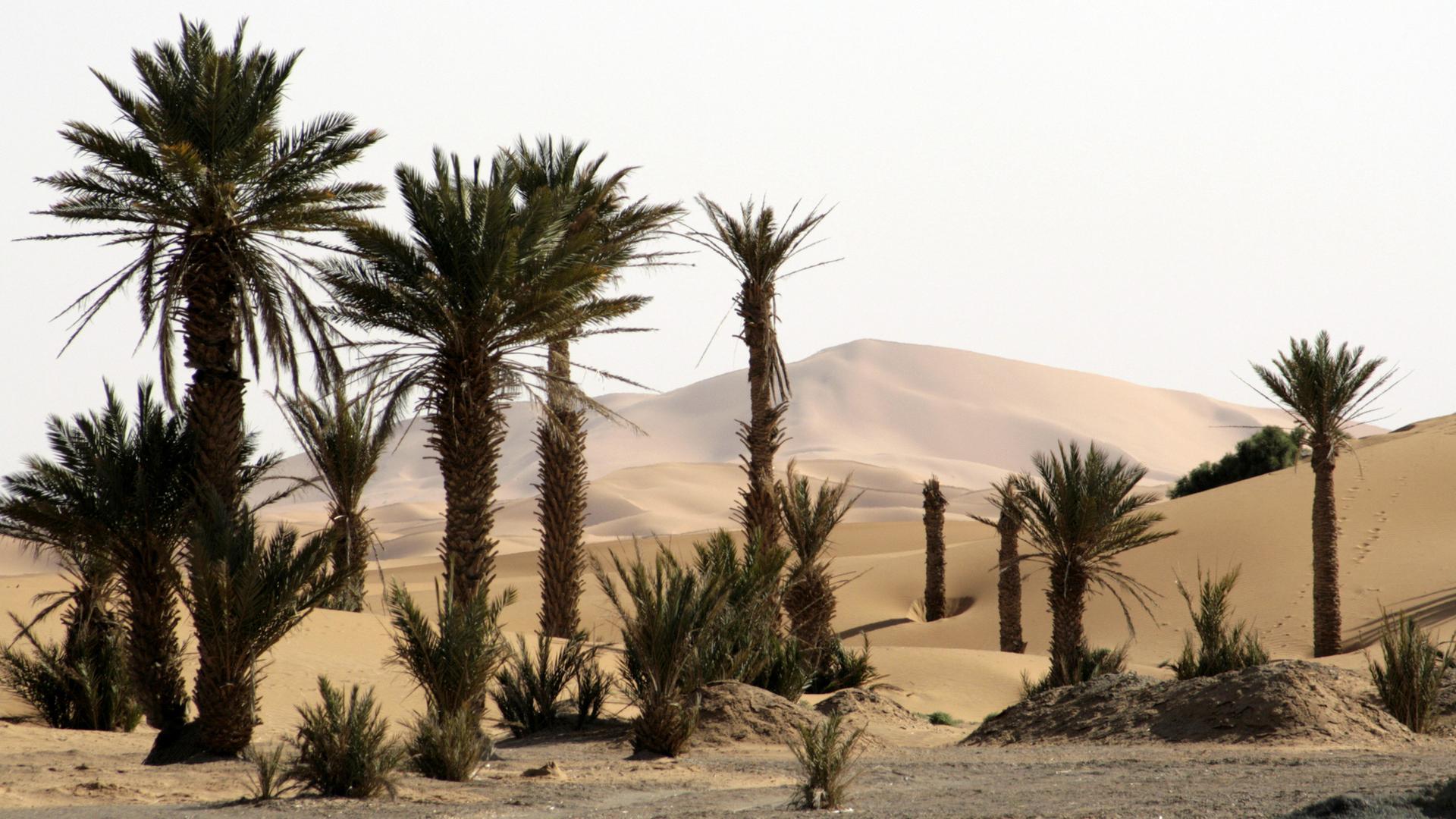 Palmen, zum Teil in halber Höhe vom Sand verweht, wachsen am Rande von Erg Chebbi, dem größten Dünengebiet Marokkos.