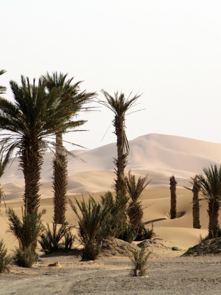 Palmen, zum Teil in halber Höhe vom Sand verweht, wachsen am Rande von Erg Chebbi, dem größten Dünengebiet Marokkos.