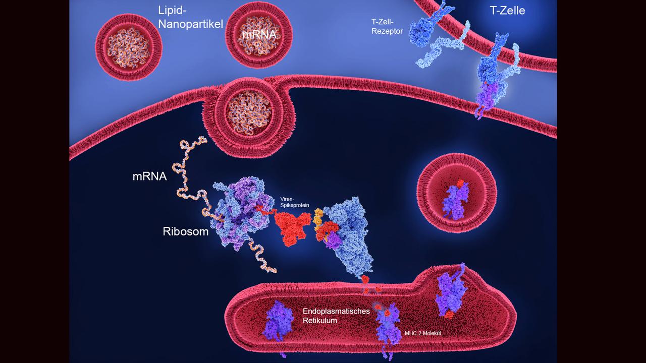 Illustration der mRNA-Impfung gegen Corona: Die von einem Lipid-Nanopartikel umhüllte mRNA kann die Zellwand passieren. In der Zelle wird nach dem durch die mRNA codierten Bauplan das Spike-Protein hergestellt, das dann die Immunreaktion auslöst. Illustration der mRNA-Impfung gegen Corona: Die von einem Lipid-Nanopartikel umhüllte mRNA kann die Zellwand passieren. In der Zelle wird nach dem durch die mRNA codierten Bauplan das Spike-Protein hergestellt, das dann die Immunreaktion auslöst.