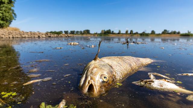 Tote Fische in der Oder bei Brieskow-Finkenheerd: Im gesamten Flusslauf ist es zu einem massiven Fischsterben gekommen, ausgehend von Polen. Ölsperren sollen verhindern, dass sich auch Kadaver im Stettiner Haff ausbreiten, das mit 900 Quadratkilometern doppelt so groß wie der Bodensee ist.