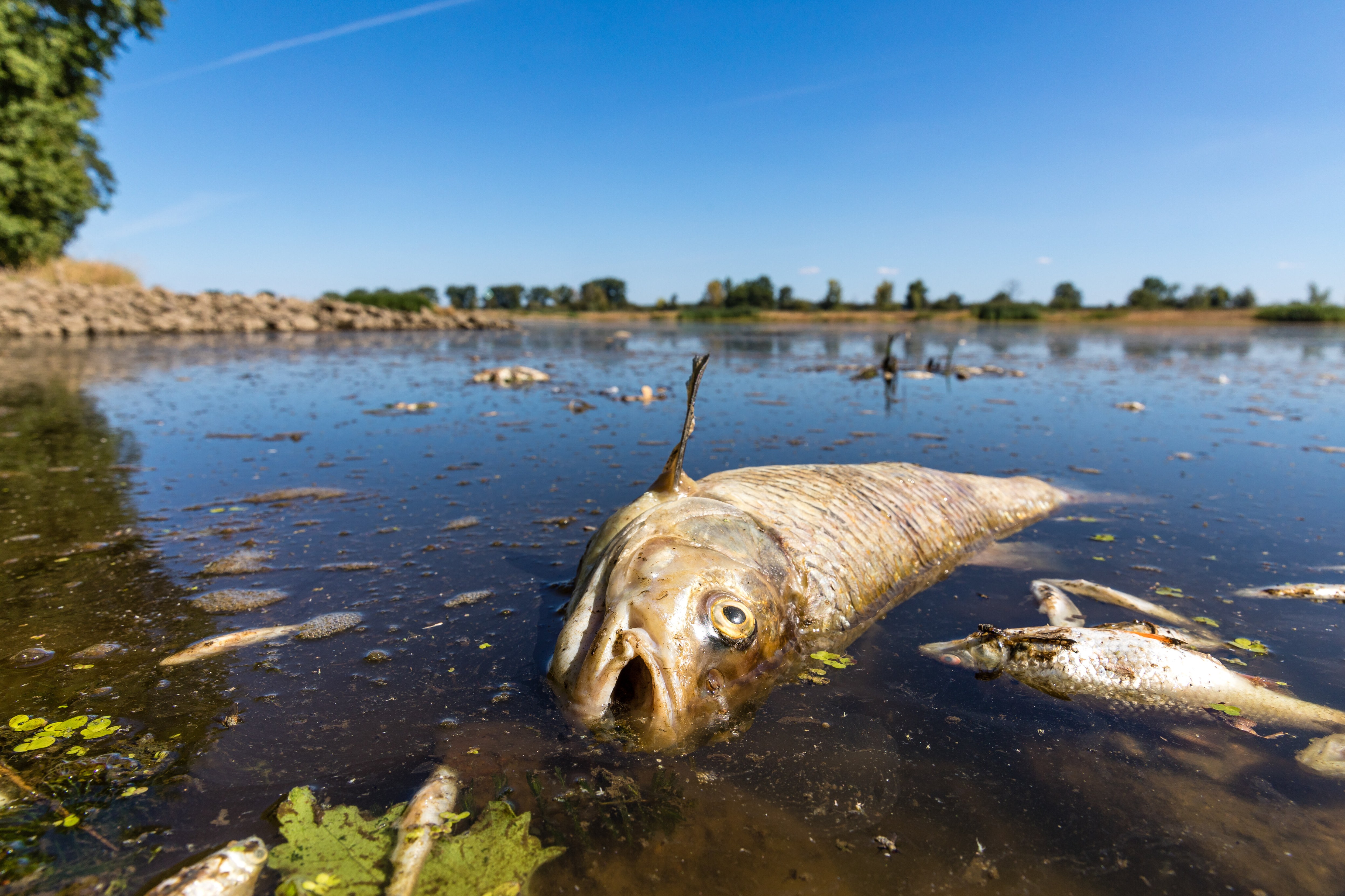 Śmiertelność ryb w Odrze – Politycznie rząd PiS w Polsce ponosi wyłączną odpowiedzialność