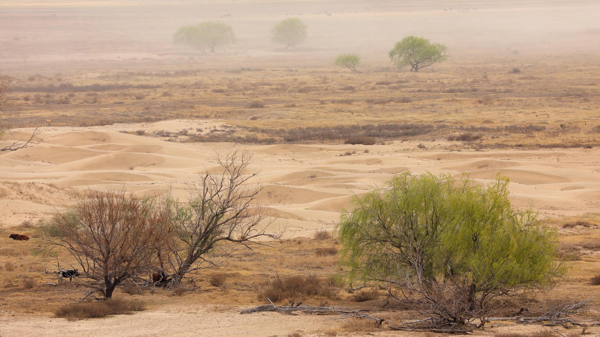 Eine Wüstenlandschaft im Sandsturm in Südafrika.