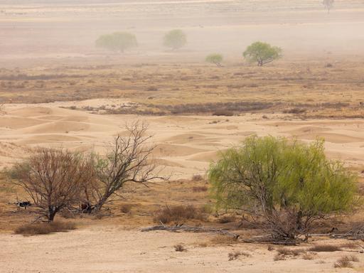 Eine Wüstenlandschaft im Sandsturm in Südafrika.