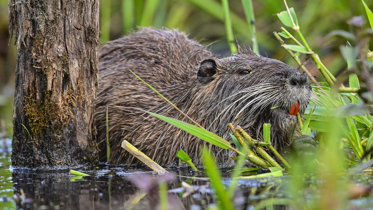 Eine Bisamratte steht im Wasser neben einem Baumstamm und von Schilfhalmen umgeben.