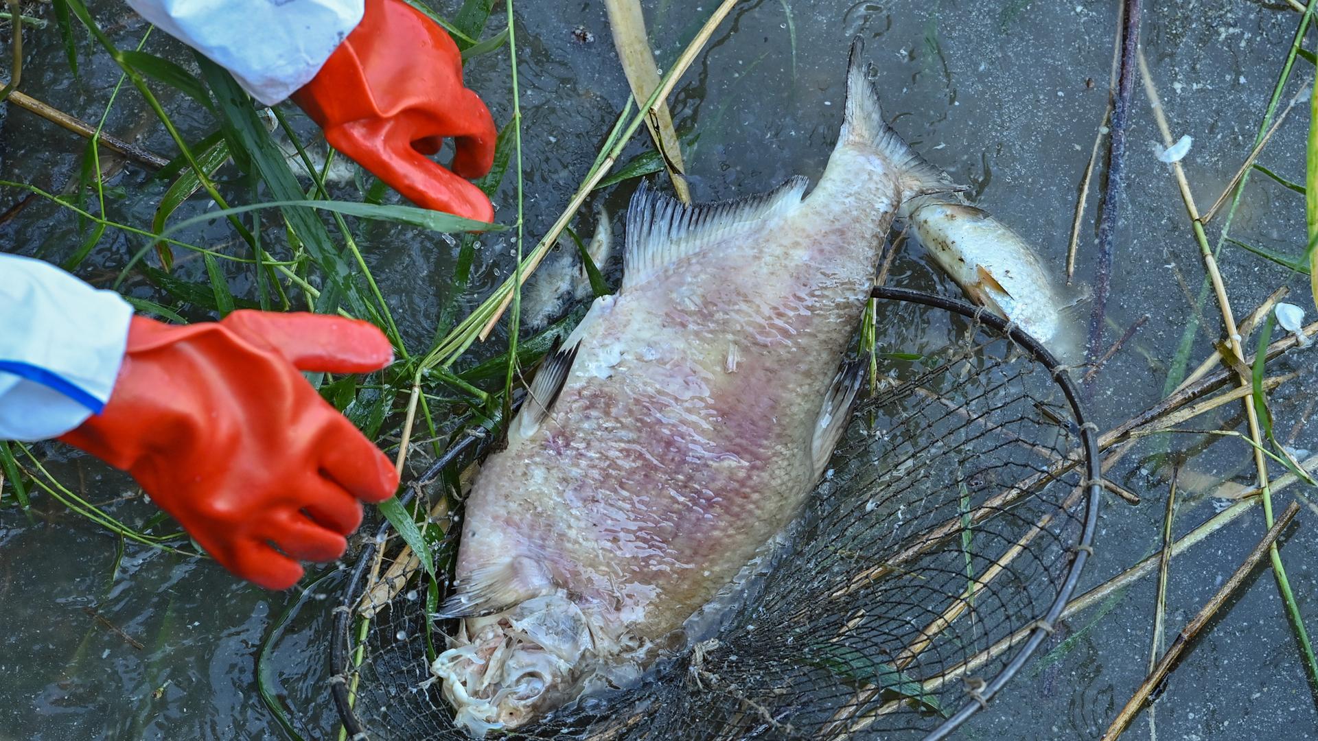 Ein toter und schon stark verwester Fisch wird von rot behandschuhten Händen aus dem Wasser geborgen. Ein toter und schon stark verwester Fisch wird von rot behandschuhten Händen aus dem Wasser geborgen.