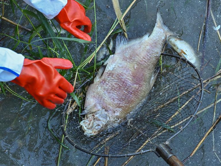 Ein toter und schon stark verwester Fisch wird von rot behandschuhten Händen aus dem Wasser geborgen.