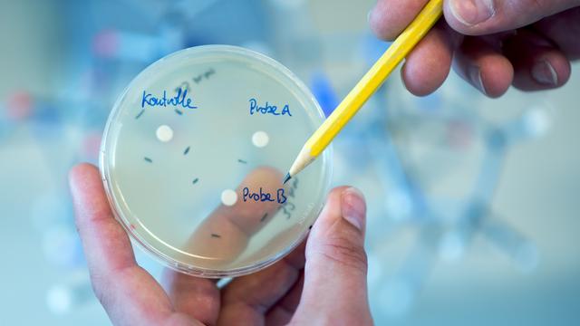 Petrischale mit unterschiedlichen Antibiotikaproben