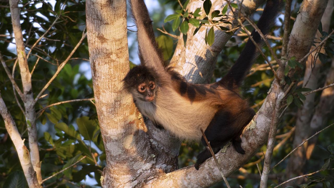 Ein Affe sitzt in einer Baumgabel in der Selva Maya