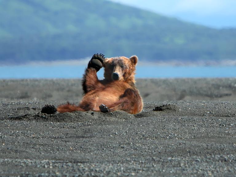 Ein Braunbär liegt mit angehobenem Kopf auf dem Rücken und hebt die Tatze. Es sieht aus, als würde er freundlich grüßen.