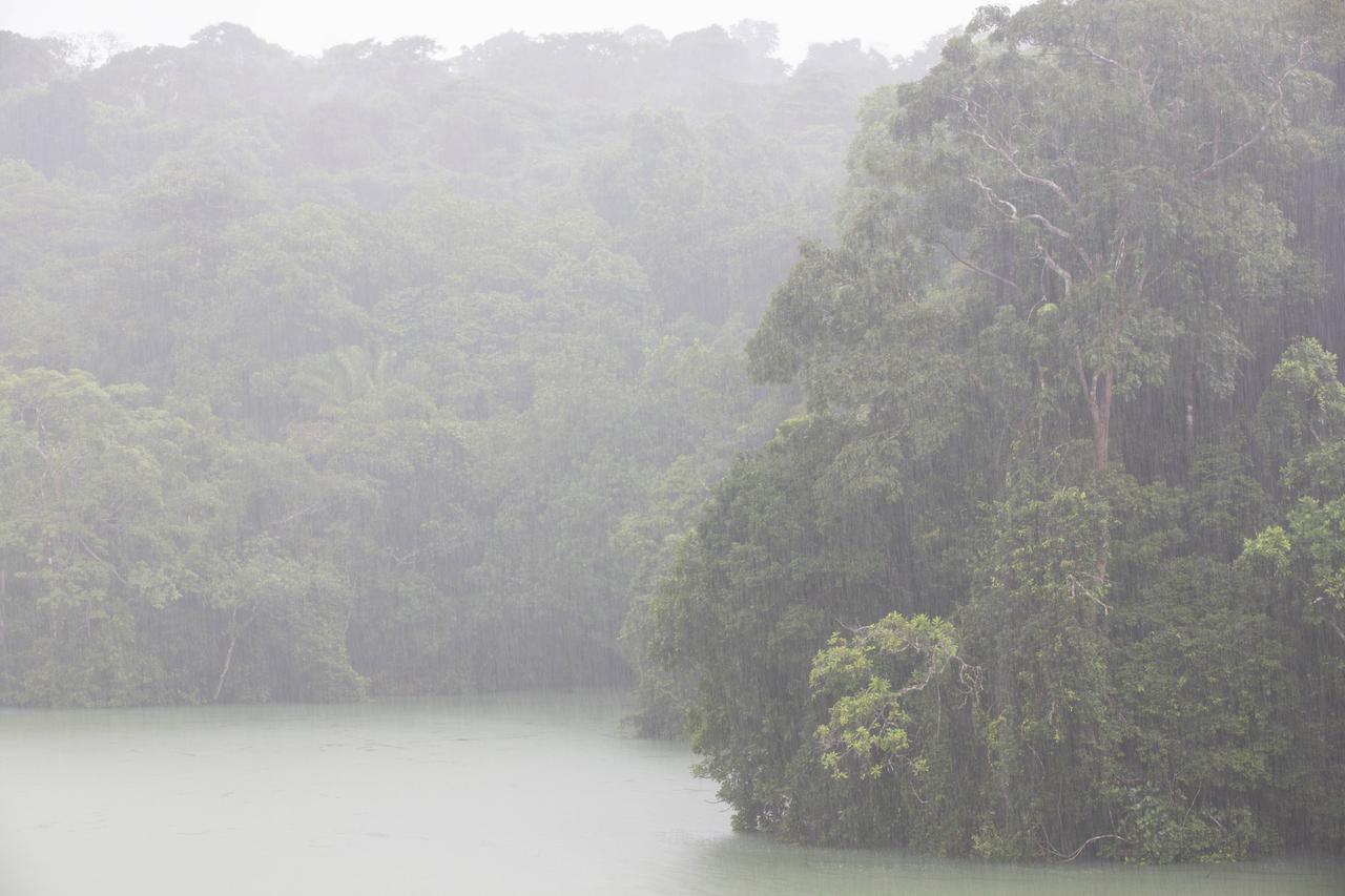 Regenwald an den Ufern des Gatun-Sees, Barro Colorado Island, Panamakanal Regenwald an den Ufern des Gatun-Sees, Barro Colorado Island, Panamakanal