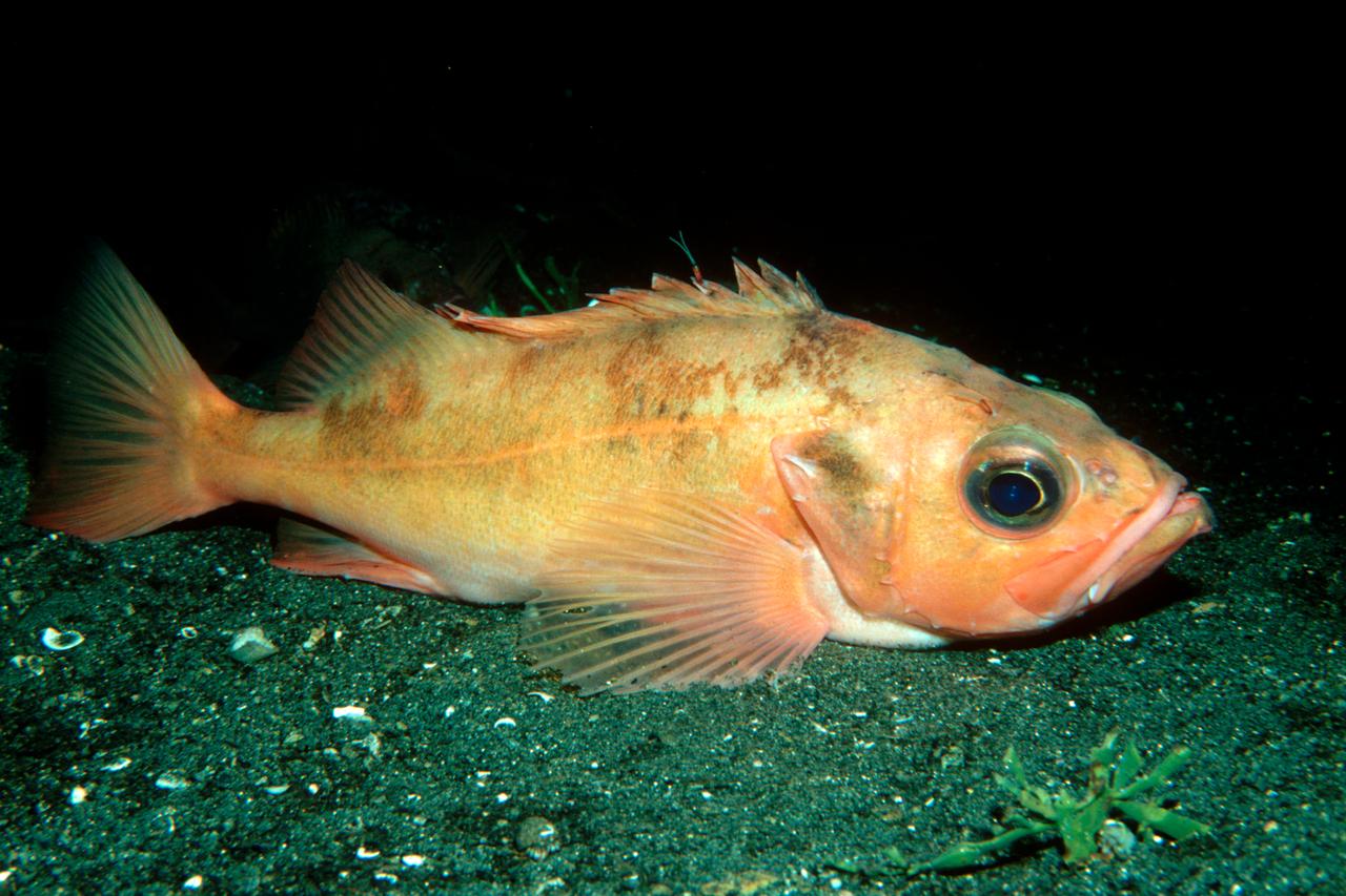Kleiner Rotbarsch, Norwegischer Rotbarsch (Sebastes viviparus) im Meer Kleiner Rotbarsch, Norwegischer Rotbarsch (Sebastes viviparus) im Meer