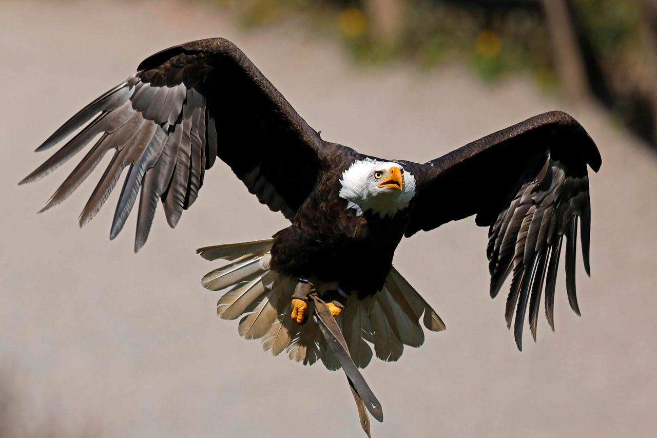 Ein dunkelbrauner Adler mit weißem Kopf und gelbem Schnabel fliegt mit weitgeöffneten großen Schwingen.