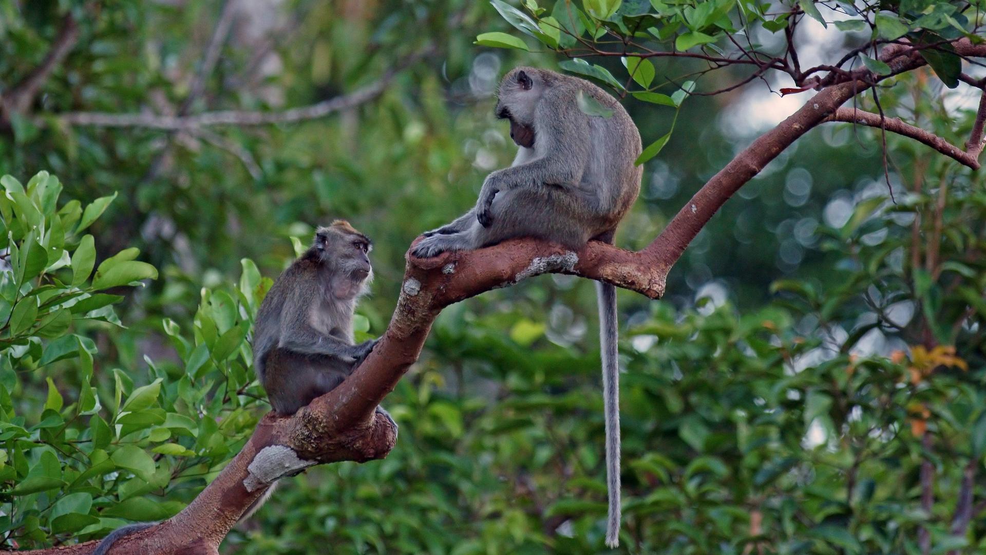 Zwei Langschwanz-Makaken, Javaneraffen oder Krabbenesser sitzen im Nationalpark Tanjung Puting auf Borneo in einem Baum.