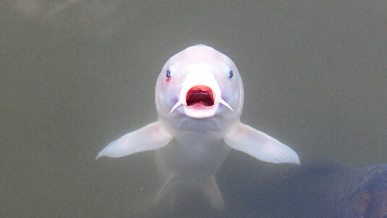 Nahaufnahme eines Fisches mit rötlichem geöffnetem Maul an der Wasseroberfläche. Seine Augen sind aufgerissen, was dem Fisch einen erstaunten Ausdruck verleiht. Nahaufnahme eines Fisches mit rötlichem geöffnetem Maul an der Wasseroberfläche. Seine Augen sind aufgerissen, was dem Fisch einen erstaunten Ausdruck verleiht.