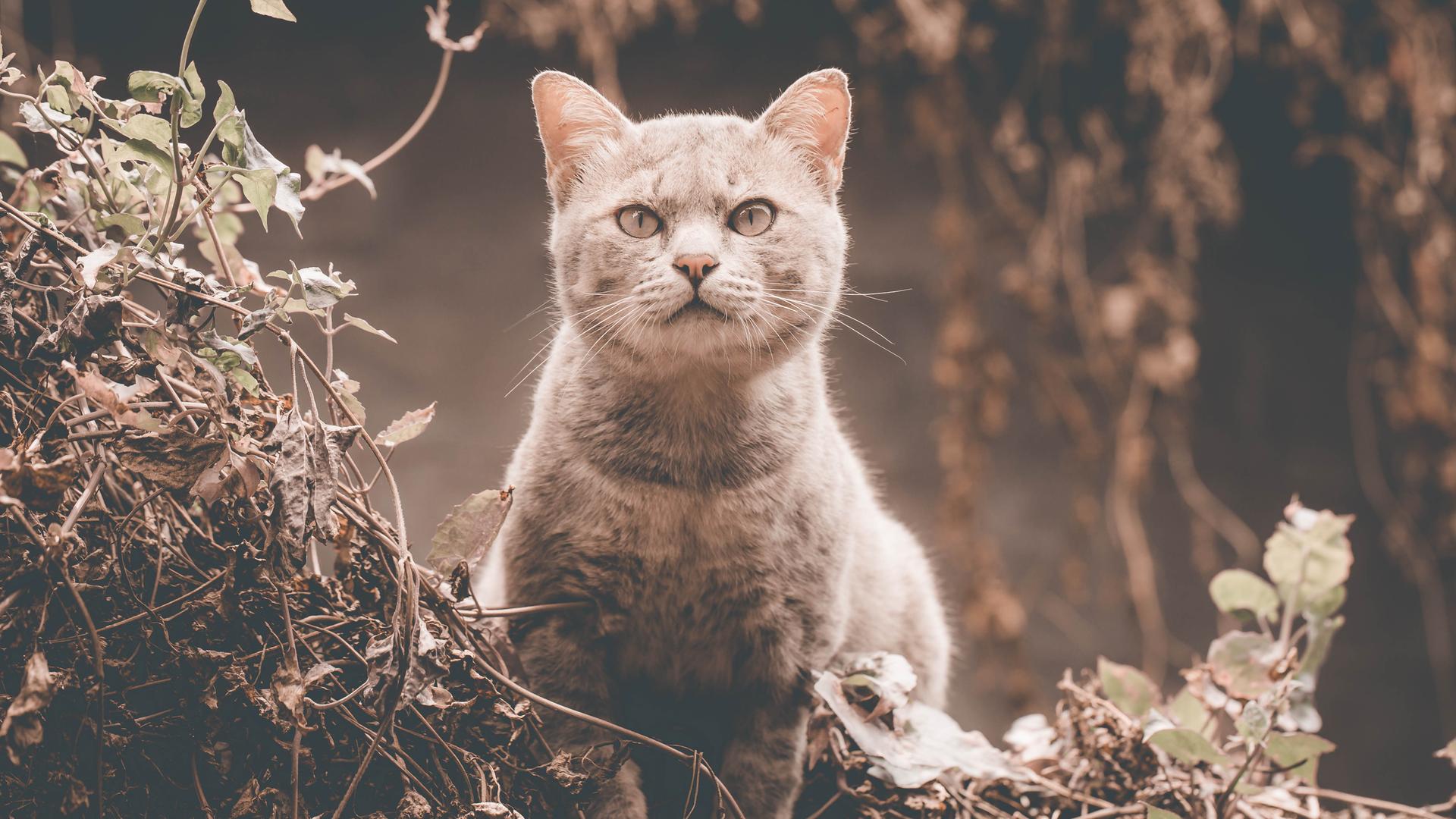 Eine graue Katze mit festem Blick.