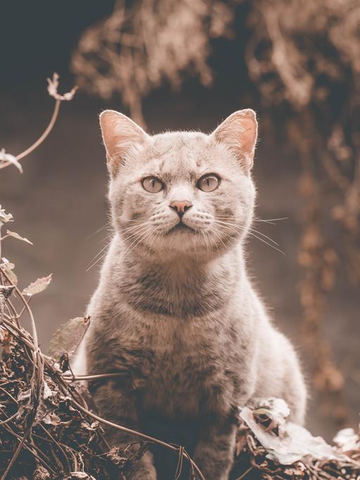 Eine graue Katze mit festem Blick.
