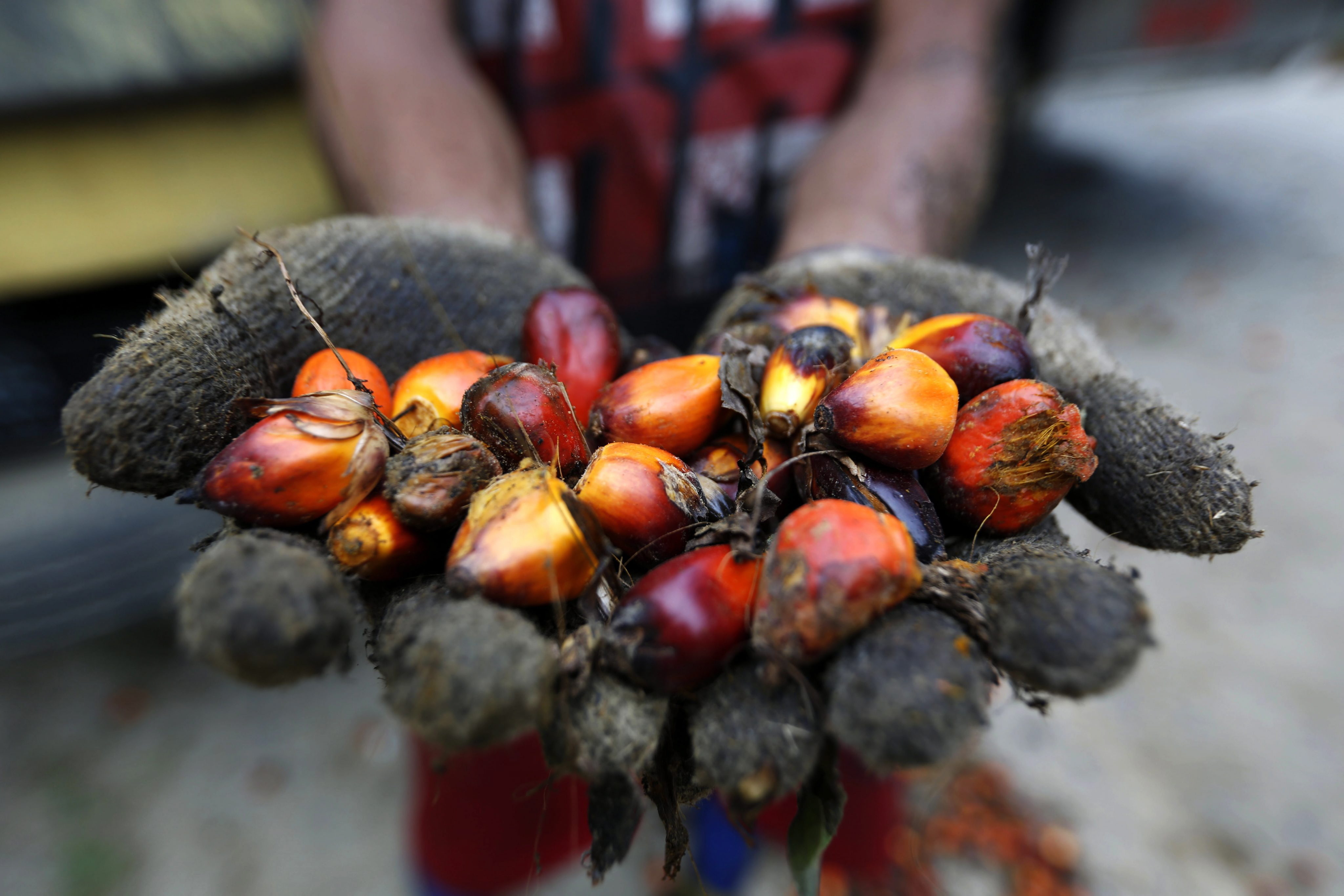 Food shortages – Indonesia plans to ban exports of palm oil