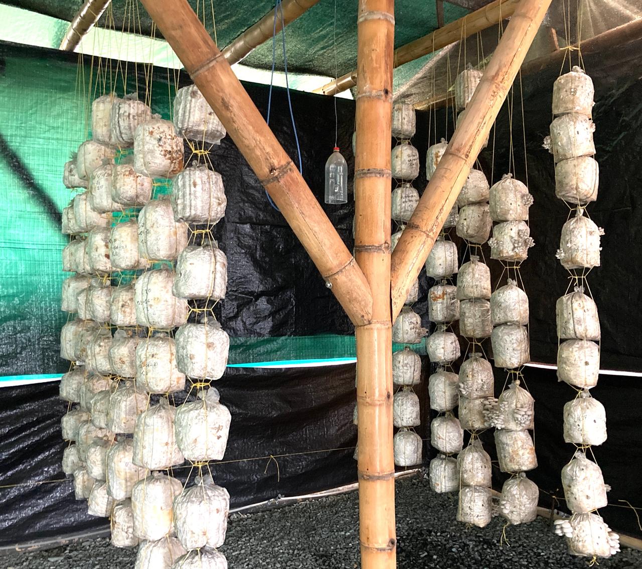Pilzkulturen hängen aneinandergereiht in Behältern von einem Dachbalken.