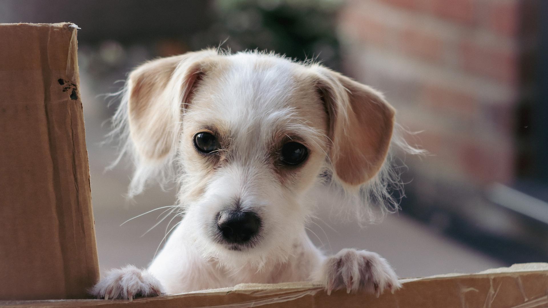 Das kinderlose Ehepaar Marie und Robert kaufen die Familie Neumann – obwohl Marie lieber einen Hund gehabt hätte. Das kinderlose Ehepaar Marie und Robert kaufen die Familie Neumann – obwohl Marie lieber einen Hund gehabt hätte.