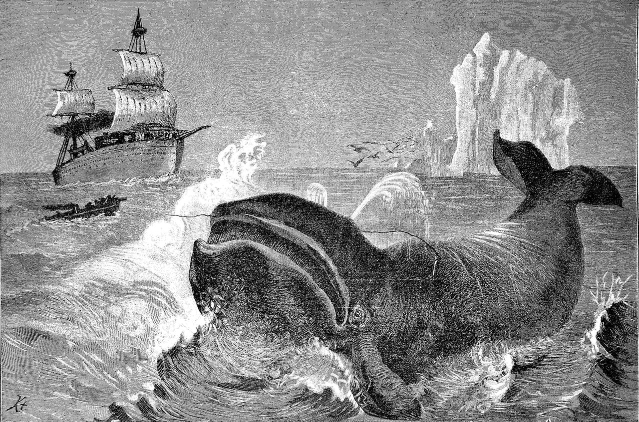 Originaldruck einer Walfängerszene. Im Vordergrund ein Wal, im Hintergrund ein Boot, das Jagd auf das Tier macht (schwarz-weiß) Originaldruck einer Walfängerszene. Im Vordergrund ein Wal, im Hintergrund ein Boot, das Jagd auf das Tier macht (schwarz-weiß)