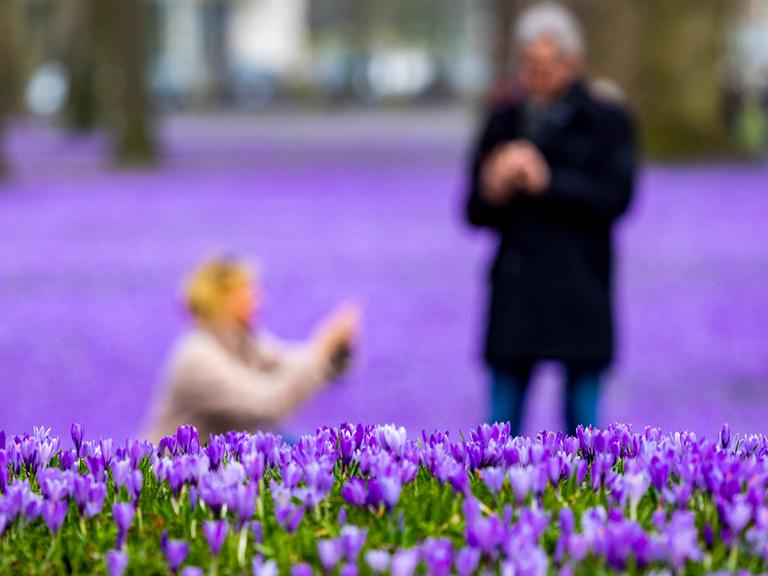 Besucher des Husumer Schlossparks gehen an den unzähligen blühenden Krokussen entlang.