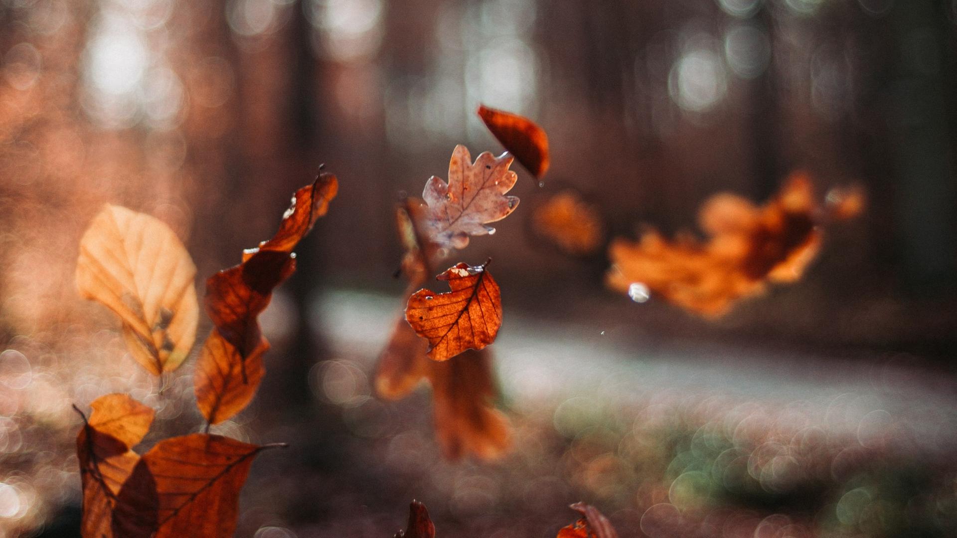 Zu sehen ist eine Nahaufnahme von fallenden bunten Laubblättern im Herbst. Zu sehen ist eine Nahaufnahme von fallenden bunten Laubblättern im Herbst.