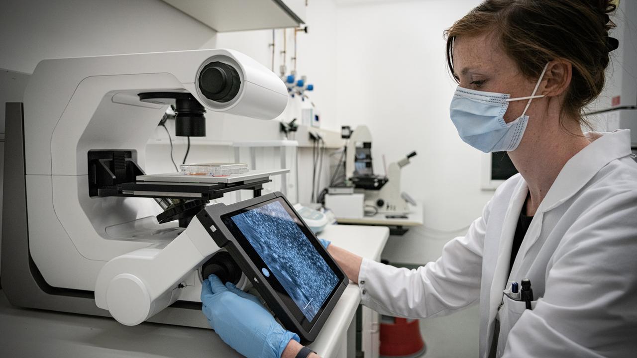 Die Stammzellen-Wissenschaftlerin Dr. Vera Zywitza im MDC-Labor untersucht Zellproben Die Stammzellen-Wissenschaftlerin Dr. Vera Zywitza im MDC-Labor untersucht Zellproben