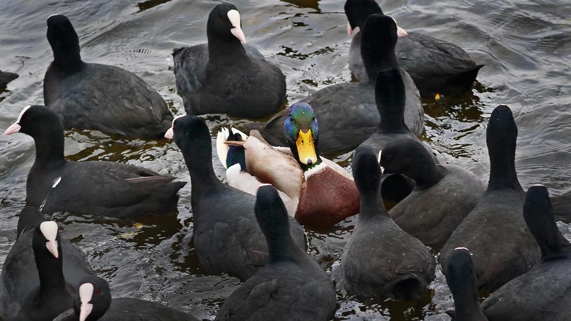 25.12.2020, Berlin. Blaesshuehner nehmen einen Stockentenerpel (M) auf dem Wannsee in die Zange. Die Tiere streiten um Futter, dass ihnen von Spaziergaengern zugeworfen wird und die Blaesshuehner versuchen, die Ente abzudraengen. Foto: Wolfram Steinberg/dpa 25.12.2020, Berlin. Blaesshuehner nehmen einen Stockentenerpel (M) auf dem Wannsee in die Zange. Die Tiere streiten um Futter, dass ihnen von Spaziergaengern zugeworfen wird und die Blaesshuehner versuchen, die Ente abzudraengen. Foto: Wolfram Steinberg/dpa