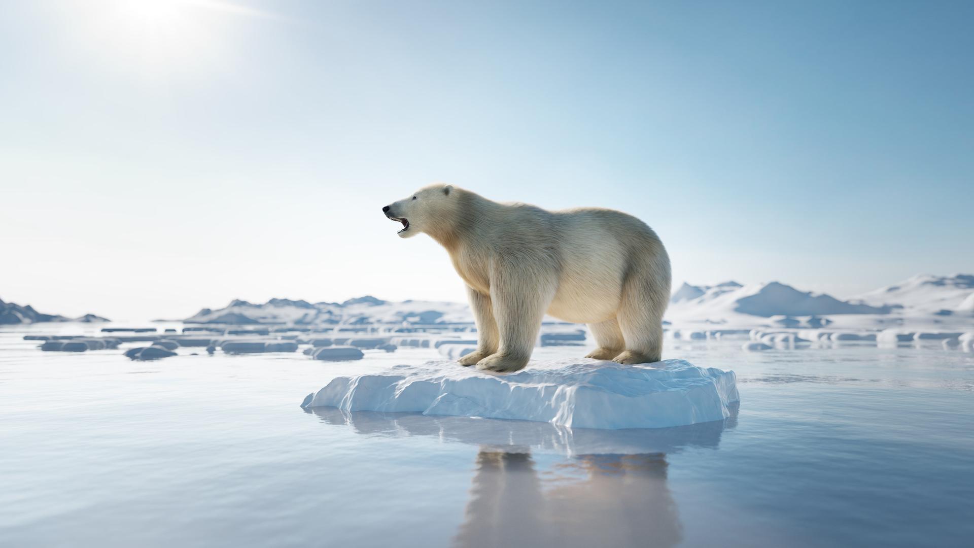 Ein Eisbär steht mit geöffnetem Maul auf einer kleinen Eisscholle auf der ansonsten wenig vereisten Wasseroberfläche. Es sieht aus, als würde er einen Laut ausstoßen. Ein Eisbär steht mit geöffnetem Maul auf einer kleinen Eisscholle auf der ansonsten wenig vereisten Wasseroberfläche. Es sieht aus, als würde er einen Laut ausstoßen.
