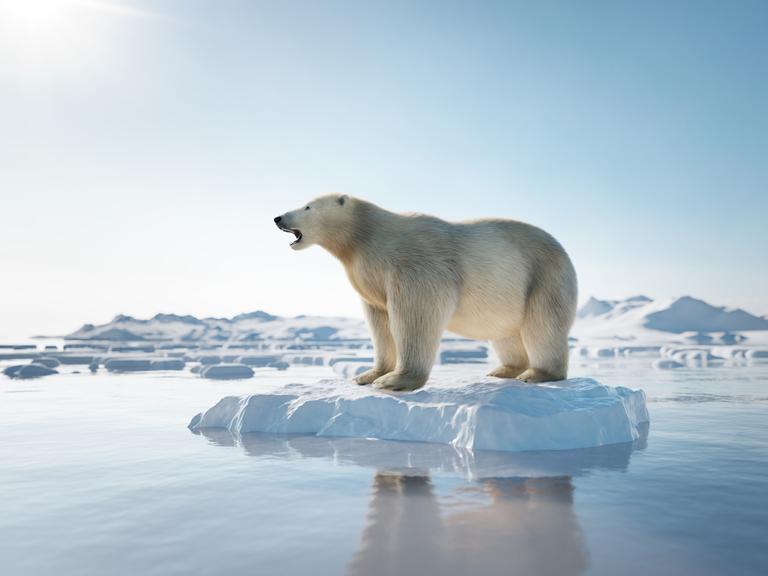 Ein Eisbär steht mit geöffnetem Maul auf einer kleinen Eisscholle auf der ansonsten wenig vereisten Wasseroberfläche. Es sieht aus, als würde er einen Laut ausstoßen.