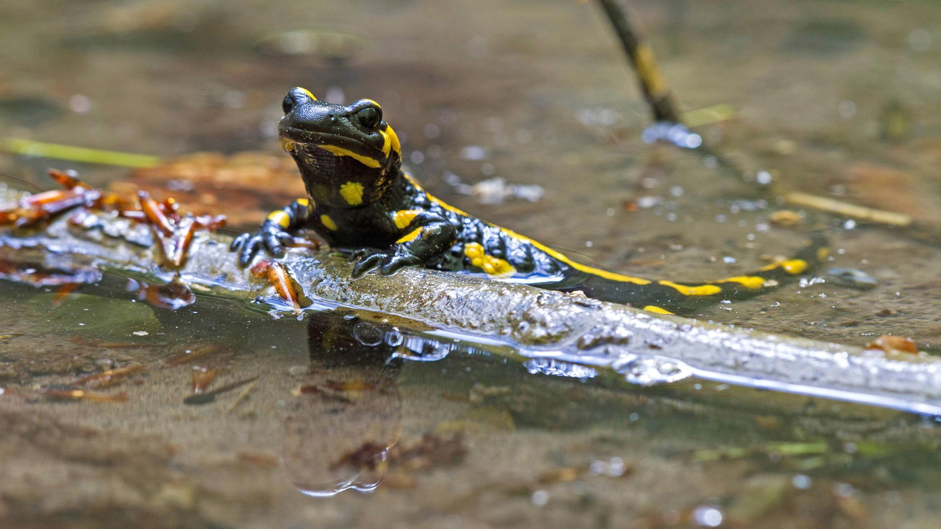 Feuersalamander (Salamandra salamandra) in seichtem Wasser an einem Ast (Deutschland, Baden-Württemberg) Feuersalamander (Salamandra salamandra) in seichtem Wasser an einem Ast (Deutschland, Baden-Württemberg)