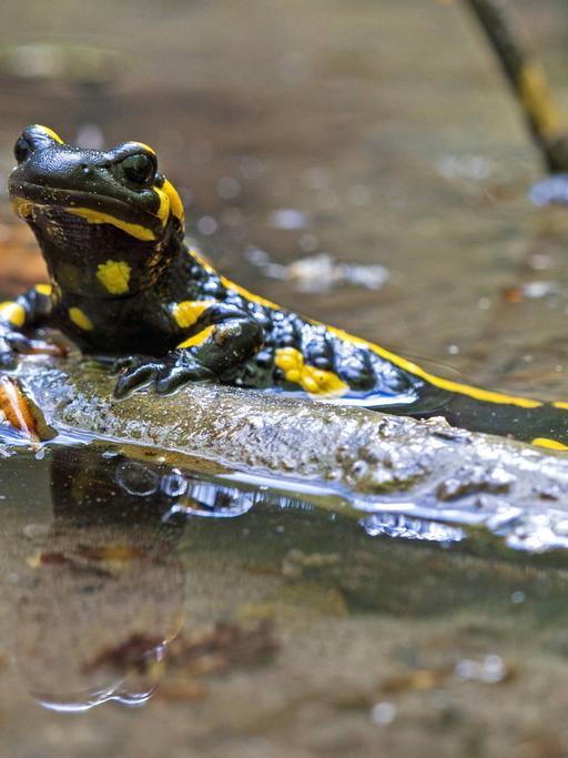 Feuersalamander (Salamandra salamandra) in seichtem Wasser an einem Ast (Deutschland, Baden-Württemberg) 
