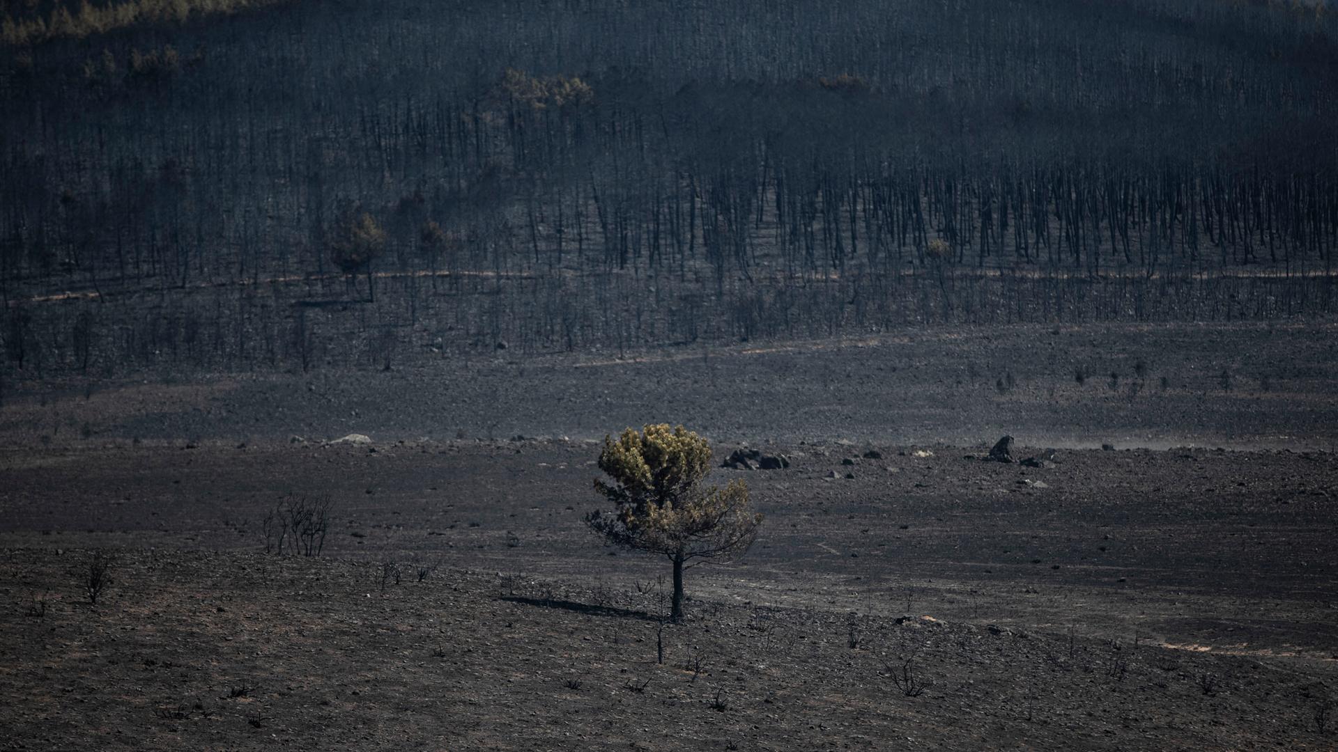 Verbrannte Waldfläche nach einem Waldbrand in Spanien 2022. Ein einziger verkohlter Baum ist stehengeblieben, alle anderen sind zu Asche verbrannt. Verbrannte Waldfläche nach einem Waldbrand in Spanien 2022. Ein einziger verkohlter Baum ist stehengeblieben, alle anderen sind zu Asche verbrannt.