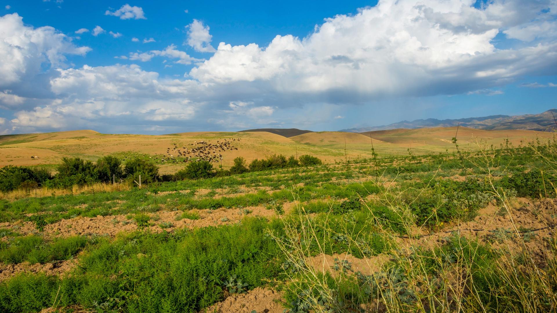 Eine Aufnahme der trockenen, baumfreien Steppe in Kasachstan. Eine Aufnahme der trockenen, baumfreien Steppe in Kasachstan.