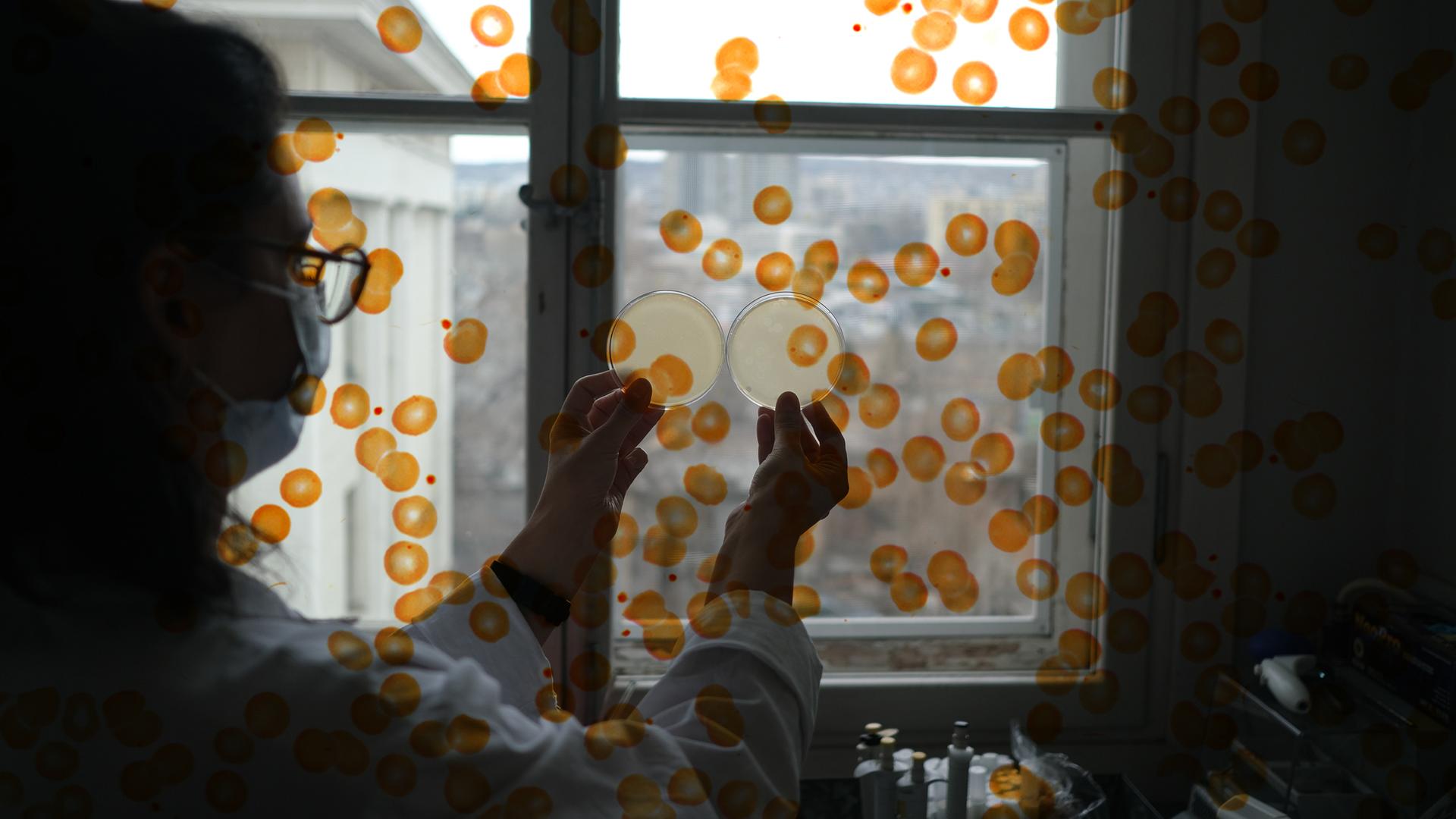 Eine Person in Schutzkleidung steht vor einem Fenster und hält verschlossene Petrischalen gegen das Licht. Die Fotografie wird überlagert von einer Grafik aus orangenen Punkten Eine Person in Schutzkleidung steht vor einem Fenster und hält verschlossene Petrischalen gegen das Licht. Die Fotografie wird überlagert von einer Grafik aus orangenen Punkten