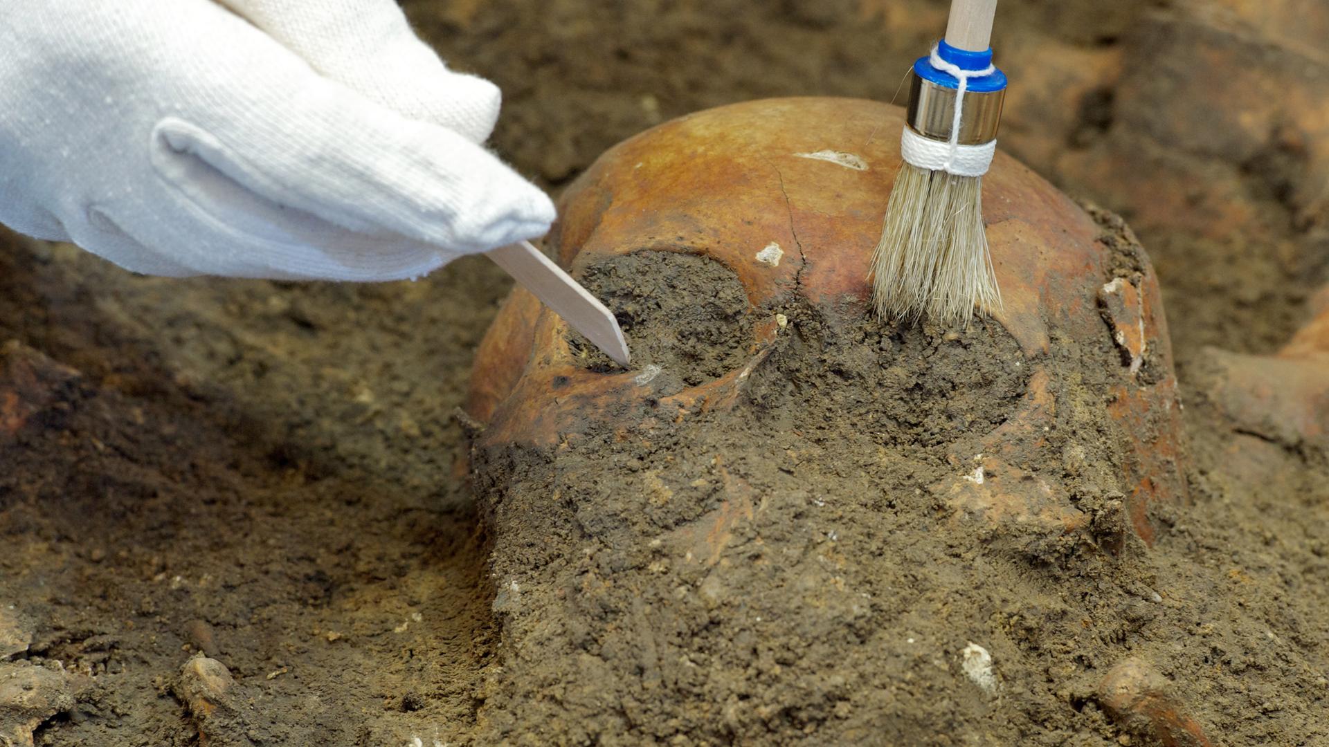Mit Pinsel und Spatel untersucht ein Archäologe einen Schädel aus einem Massengrab. Mit Pinsel und Spatel untersucht ein Archäologe einen Schädel aus einem Massengrab.