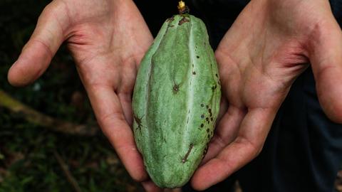 Eine Kakaobohne nach der Ernte.