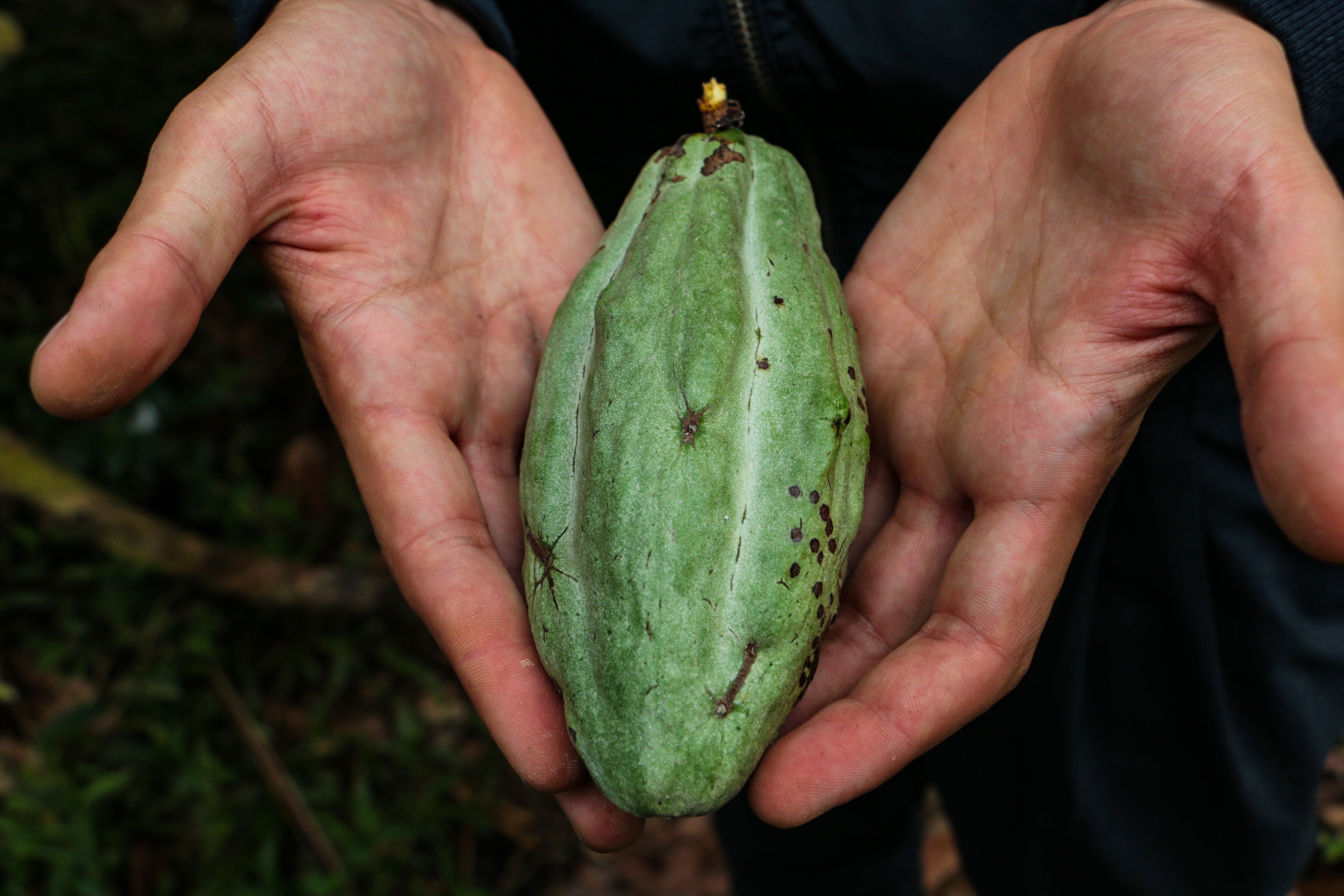 Eine Kakaobohne nach der Ernte.