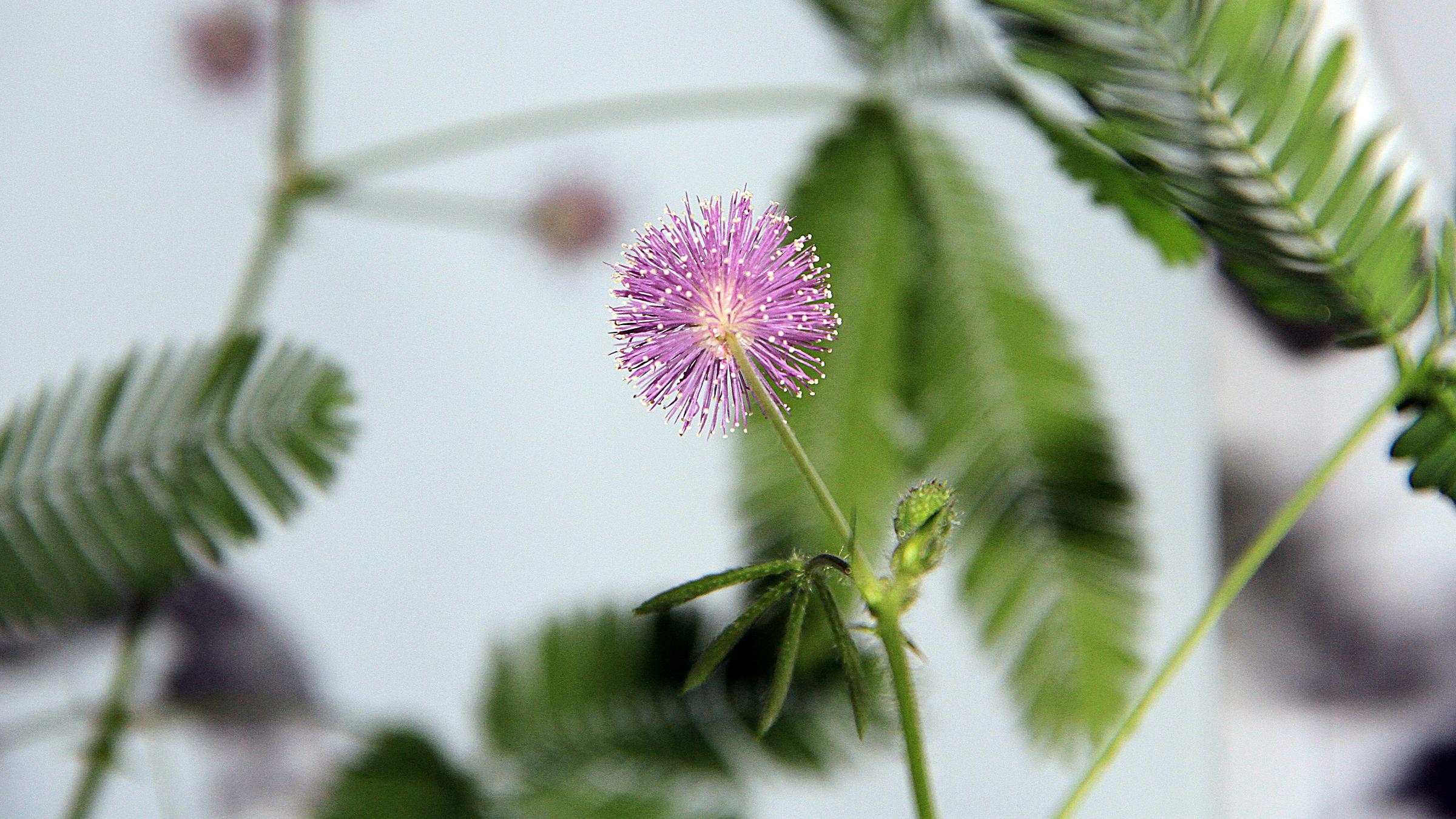 Eine Mimose.