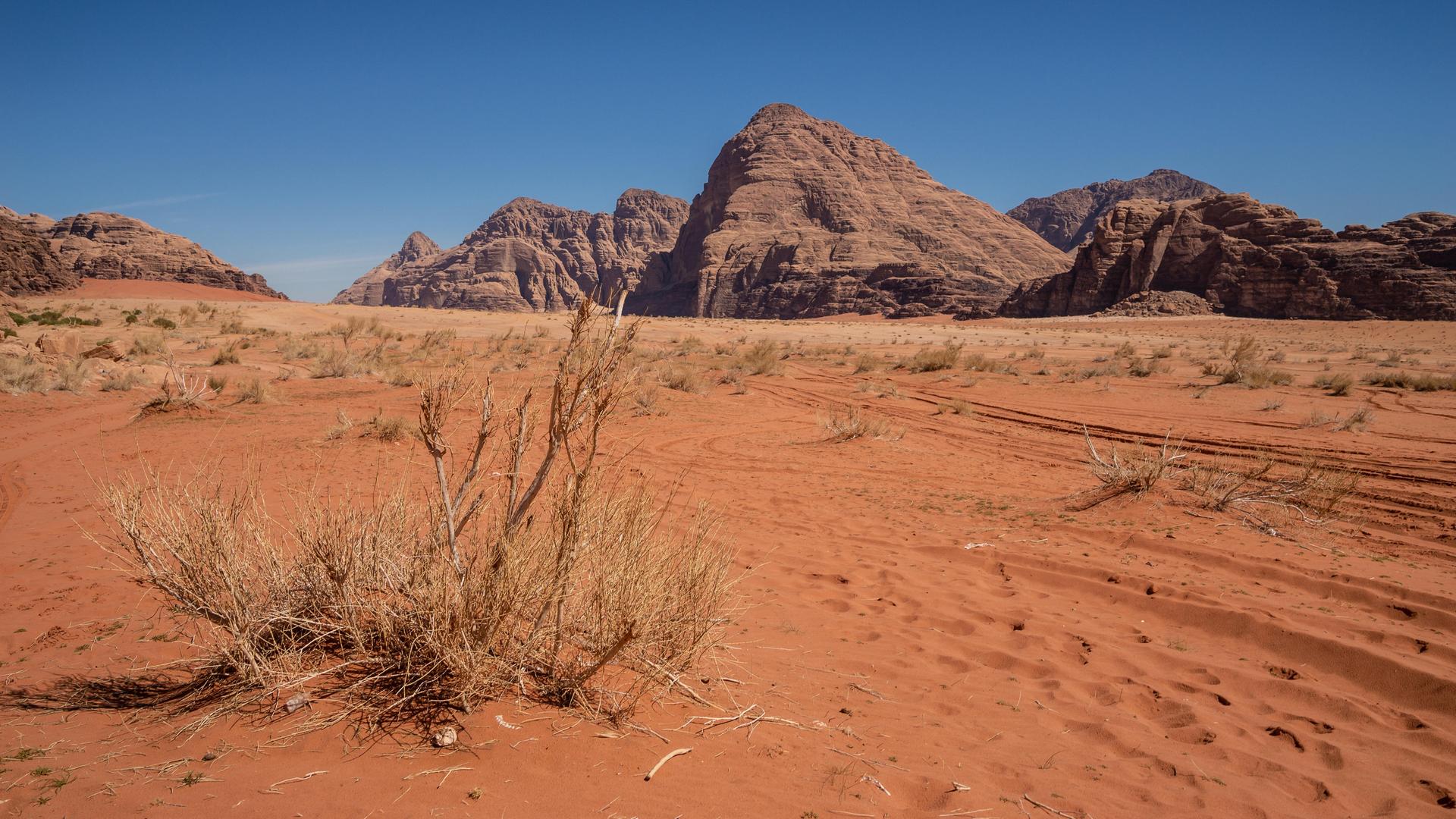 Wüstenlandschaft mit einem Busch inmitten von Sand. Wüstenlandschaft mit einem Busch inmitten von Sand.