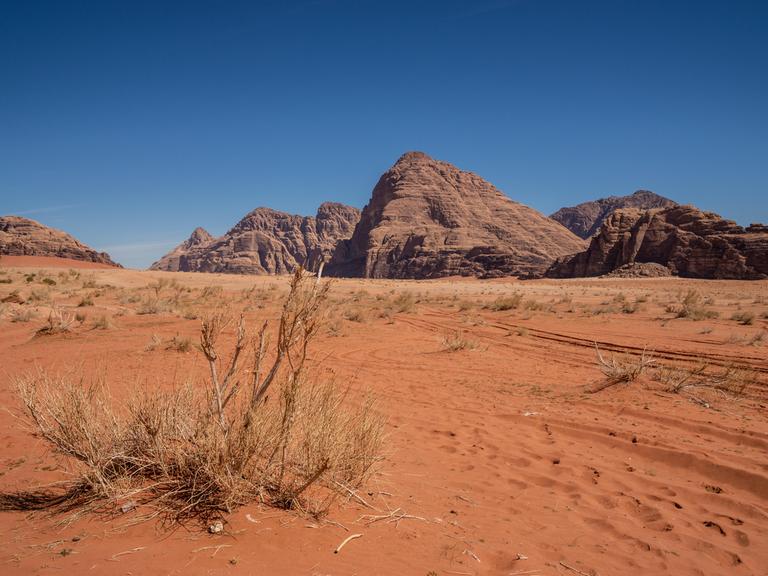 Wüstenlandschaft mit einem Busch inmitten von Sand. 