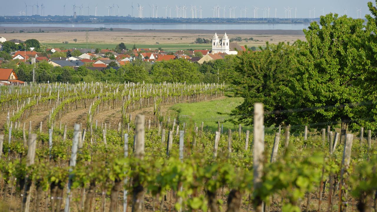 Ein Blick aus den Weinbergen auf die Gemeinde Winden am See im Burgenland - im Hintergrund ist der Neusiedler See zu sehen