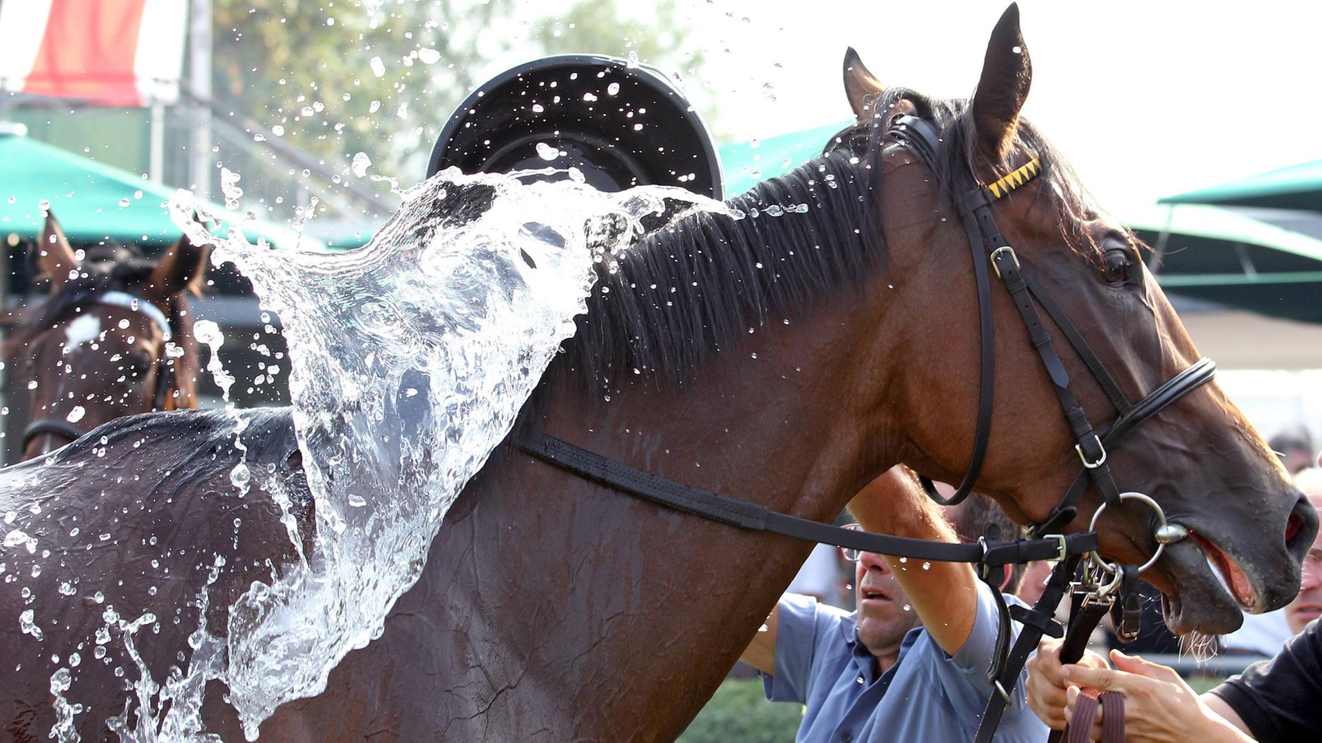Ein Pferd wird beim Reitsport mit Wasser gekühlt