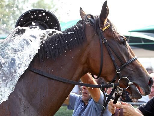 Ein Pferd wird beim Reitsport mit Wasser gekühlt