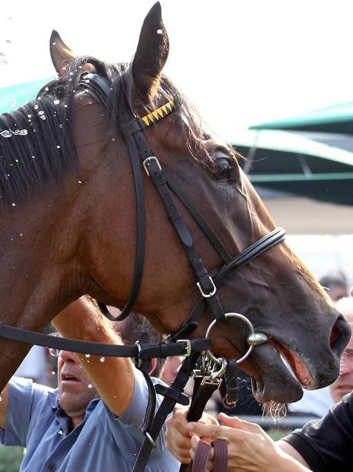 Ein Pferd wird beim Reitsport mit Wasser gekühlt