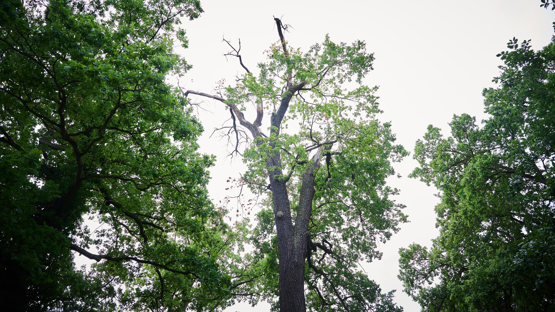 Ein alter Baum im Schlosspark Sanssouci hält der Trockenheit nicht mehr Stand, seine Kronen verdörren. Ein alter Baum im Schlosspark Sanssouci hält der Trockenheit nicht mehr Stand, seine Kronen verdörren.