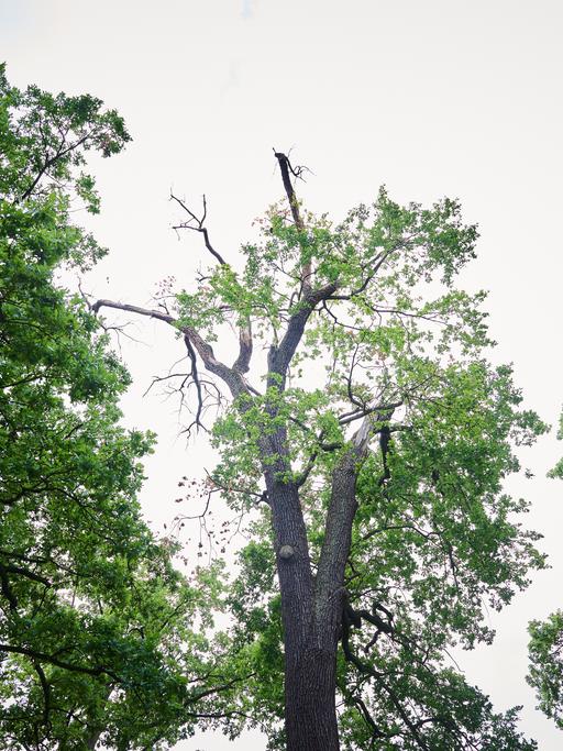 Ein alter Baum im Schlosspark Sanssouci hält der Trockenheit nicht mehr Stand, seine Kronen verdörren.