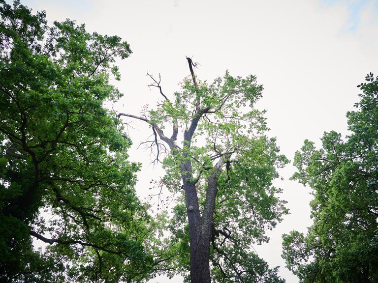 Ein alter Baum im Schlosspark Sanssouci hält der Trockenheit nicht mehr Stand, seine Kronen verdörren.