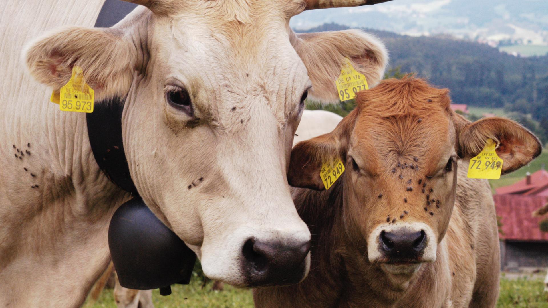 Ein hellbraunes Kalb und seine beigefarbene Mutterkuh auf einem biologisch-dynamisch bewirtschafteten Bioland Hof im Allgaeu. Sie stecken die Köpfe zusammen und blicken in die Kamera .
Ein hellbraunes Kalb und seine beigefarbene Mutterkuh auf einem biologisch-dynamisch bewirtschafteten Bioland Hof im Allgaeu. Sie stecken die Köpfe zusammen und blicken in die Kamera .