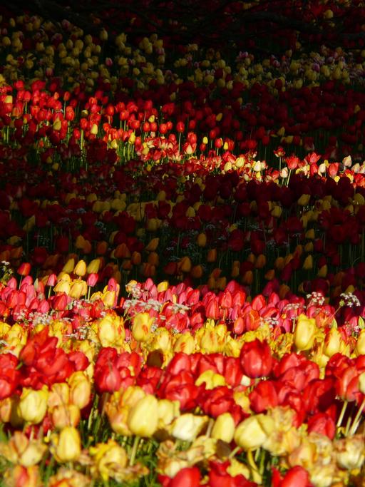 Blick auf eine dicht blühende, rot-gelbe Tulpenwiese, die im hinteren Bereit im Schatten liegt.
